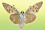 Brauner Feuerfalter Lycaena tityrus