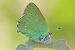 Grüner Zipfelfalter Callophrys rubi