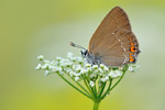 Kleiner Schlehenzipfelfalter Satyrium acaciae