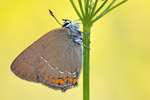 Kleiner Schlehenzipfelfalter Satyrium acaciae