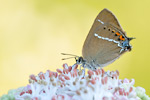 Kreuzdorn-Zipfelfalter Satyrium spini