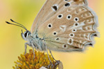 Zahnflügel-Bläuling Polyommatus daphnis