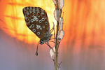 Silbergrüner Bläuling Polyommatus coridon