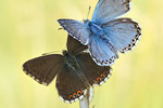 Silbergrüner Bläuling Polyommatus coridon