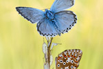 Silbergrüner Bläuling Polyommatus coridon