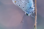 Hauhechel-Bläuling Polyommatus icarus