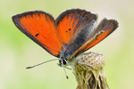 Lilagold-Feuerfalter Lycaena hippothoe