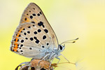 Violetter Feuerfalter Lycaena alciphron gordius