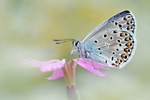 Escher-Bläuling Polyommatus escheri