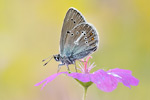 Storchschnabel-Bläuling Aricia eumedon