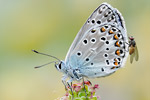 Escher-Bläuling Polyommatus escheri