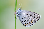 Graublauer Bläuling Pseudophilotes baton