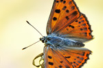 Violetter Feuerfalter Lycaena alciphron gordius