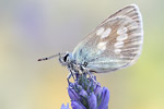 Heller Alpenbläuling Plebejus orbitulus