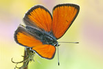 Lilagold-Feuerfalter Lycaena hippothoe eurydame