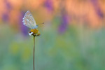 Zahnflügel-Bläuling Polyommatus daphnis