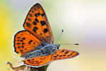 Violetter Feuerfalter Lycaena alciphron gordius