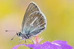 Storchschnabel-Bläuling Aricia eumedon