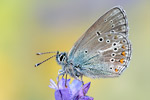 Storchschnabel-Bläuling Aricia eumedon