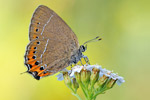 Pflaumen-Zipfelfalter Satyrium pruni