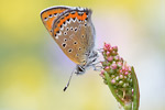 Blauschillernder Feuerfalter Lycaena helle