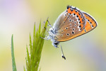 Blauschillernder Feuerfalter Lycaena helle