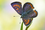 Blauschillernder Feuerfalter Lycaena helle