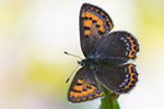 Blauschillernder Feuerfalter Lycaena helle