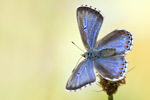 Himmelblauer Bläuling Polyommatus bellargus