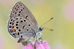 Hochmoor-Bläuling Plebejus optilete