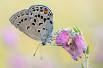 Hochmoor-Bläuling Plebejus optilete