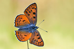 Violetter Feuerfalter Lycaena alciphron gordius