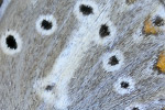 Storchschnabel-Bläuling Aricia eumedon