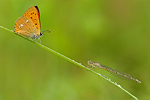 Dukatenfalter Lycaena virgaureae