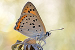 Violetter Feuerfalter Lycaena alciphron gordius