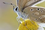 Zahnflügel-Bläuling Polyommatus daphnis