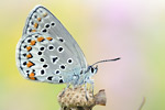 Kleiner Tragant-Bläuling Plebejus trappi