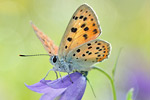 Violetter Feuerfalter Lycaena alciphron gordius