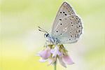 Zahnflügel-Bläuling Polyommatus daphnis