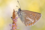 Storchschnabel-Bläuling Aricia eumedon