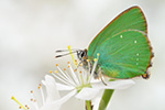 Grüner Zipfelfalter Callophrys rubi