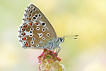 Himmelblauer Bläuling Polyommatus bellargus