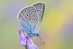 Vogelwicken-Bläuling Polyommatus amandus