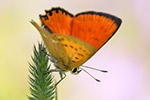 Dukatenfalter Lycaena virgaureae