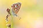 Himmelblauer Bläuling Polyommatus bellargus