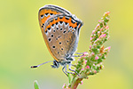 Blauschillernder Feuerfalter Lycaena helle