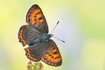 Blauschillernder Feuerfalter Lycaena helle