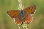 Violetter Feuerfalter Lycaena alciphron