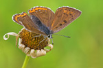 Violetter Feuerfalter Lycaena alciphron