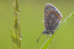 Hauhechel-Bläuling Polyommatus icarus